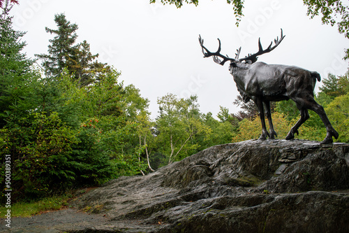 Moose