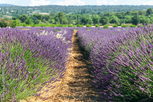 Classic French hybrid Lavender Grosso fragrant dark blue flower spikes vigorous growth habit. Vaucluse, Provence, France photo