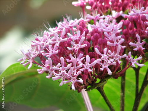 Close up of pink and white flowers. 

Clerodendrum bungei (Mexican hydrangea, Rose Glory Bower)  photo