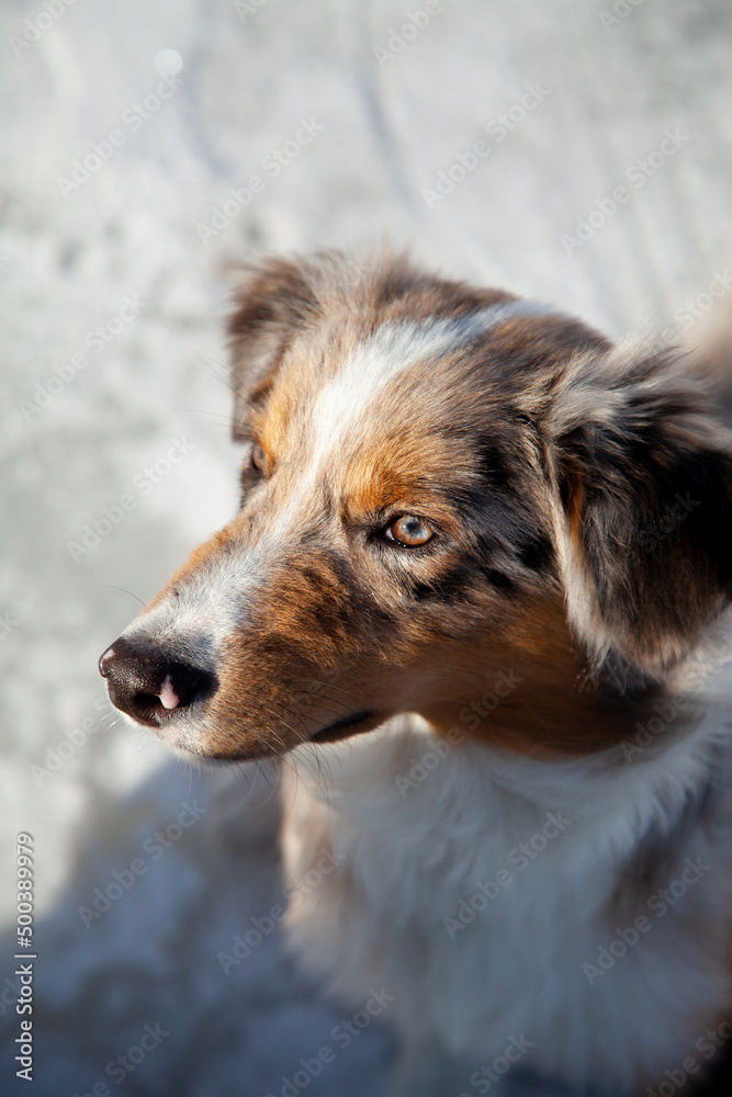 Fototapeta premium Australian Shepherd puppy Blue Merle having fun in winter park