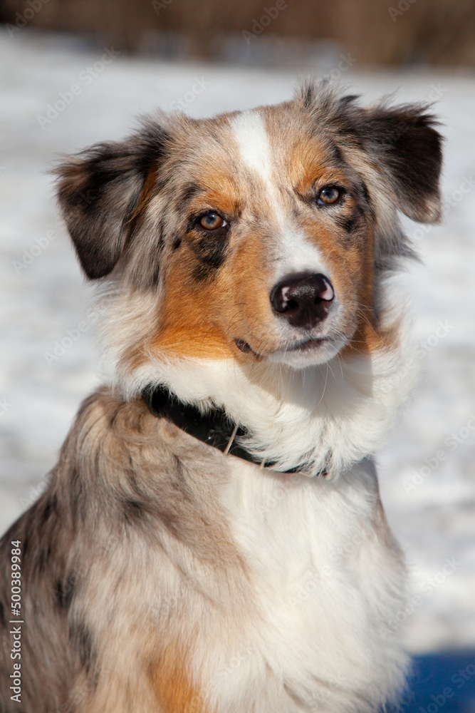A beautiful Australian Shepherd puppy looks directly into the lens A beautiful Australian Shepherd puppy looks directly into the lens