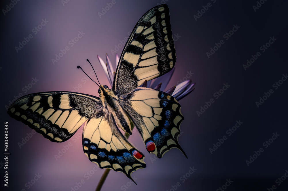 Obraz premium farfalla