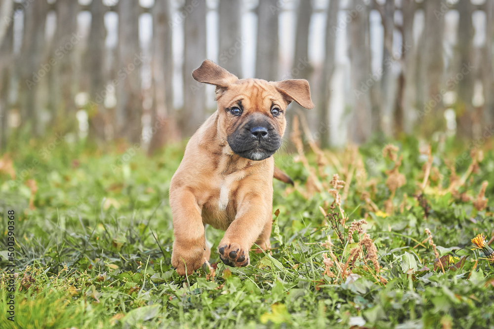 ca de bou puppy, perro dogo mallorquin puppy, , mallorca mastiff