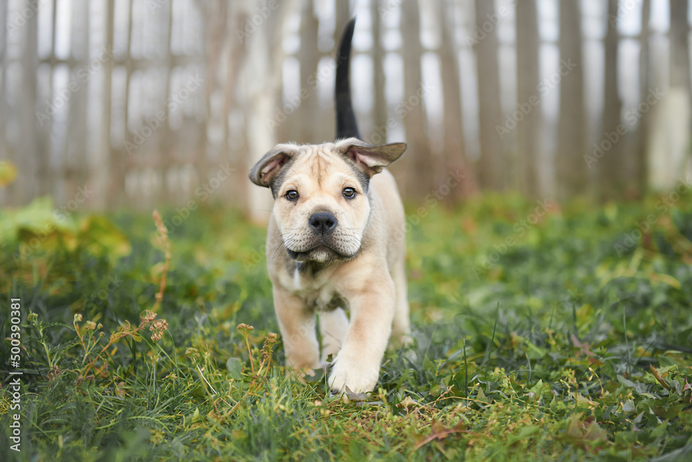 amstaff portrait in green foliage at sunset amstaff portrait in green foliage at sunset
