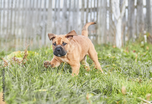 ca de bou puppy, perro dogo mallorquin puppy, , mallorca mastiff