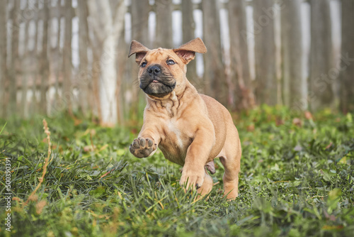 ca de bou puppy runs, perro dogo mallorquin puppy perro dogo mallorquin puppy, mallorca mastiff, mallorca mastiff