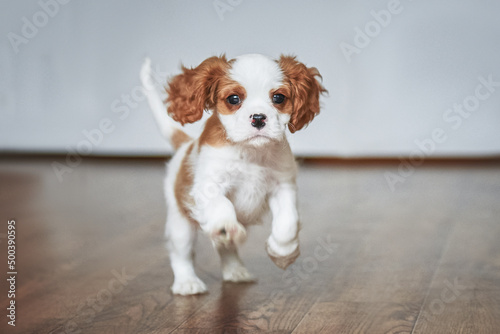 puppy cavalier king charles spaniel runs around the room, dog in motion