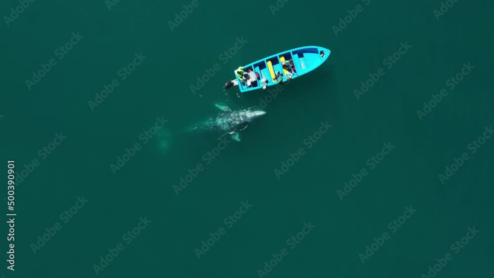 Aerial view of two whales swimming near boat with tourists at Guerrero Negro bay, Mexico Aerial view of two whales swimming near boat with tourists at Guerrero Negro bay, Mexico
