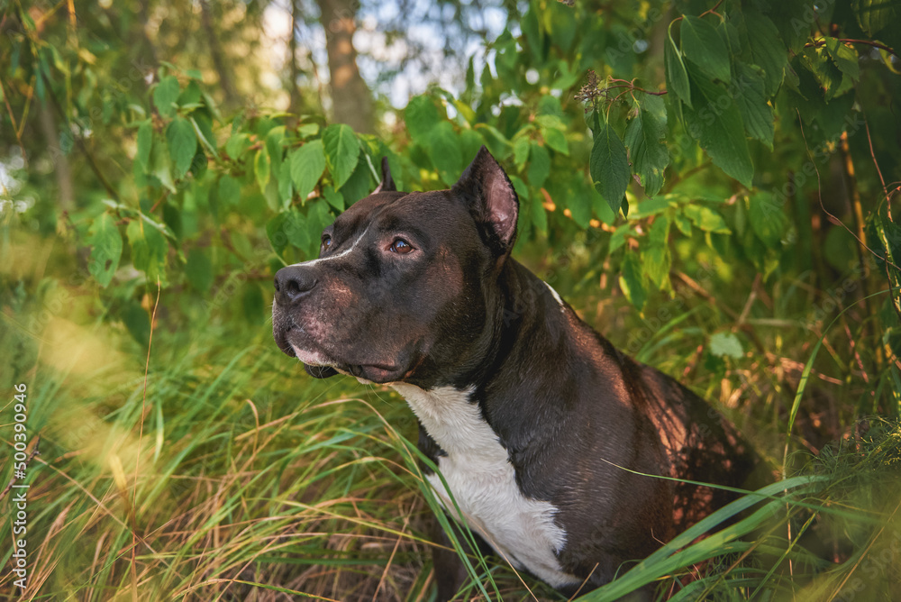 dog breed american staffordshire terrier jumps in the coda, dog and splashes of water, the dog bathes in the river