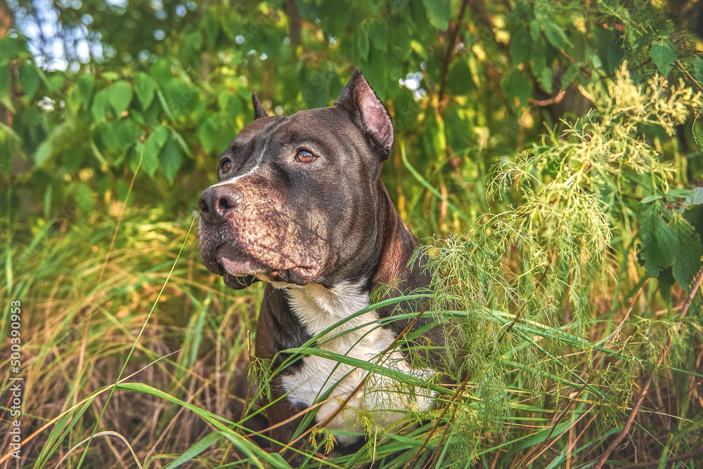 Close-up portrait of a dog breed American Staffordshire Terrier