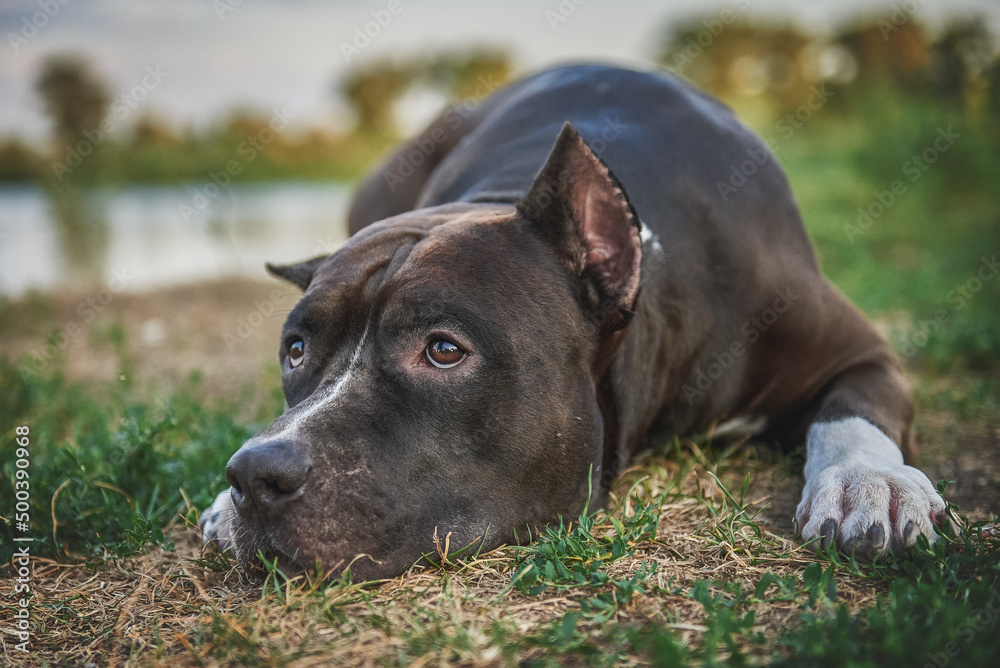 American terrier breed dog lies on the grass, sad dog, dangerous breed American terrier breed dog lies on the grass, sad dog, dangerous breed