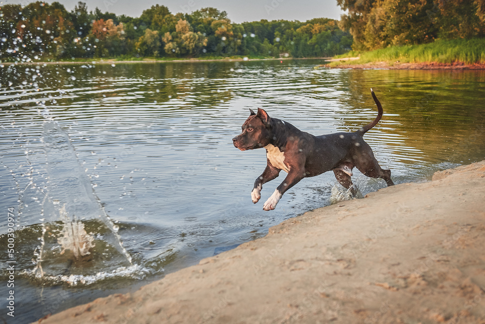 a dog breed American Staffordshire Terrier cheerfully gallops along the river bank making splashes on the water a dog breed American Staffordshire Terrier cheerfully gallops along the river bank making splashes on the water