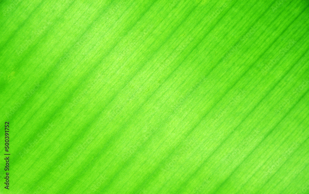 Textures and patterns of green banana leaves full frame for background, green background. Textures and patterns of green banana leaves full frame for background, green background.