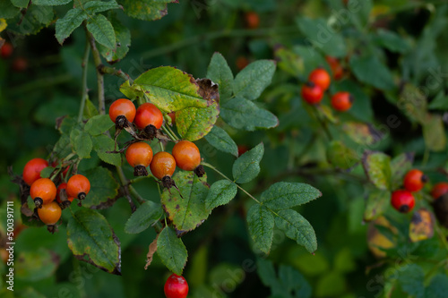 Blurred image of ripe rose hips against the background of green leaves. Medicinal plants.