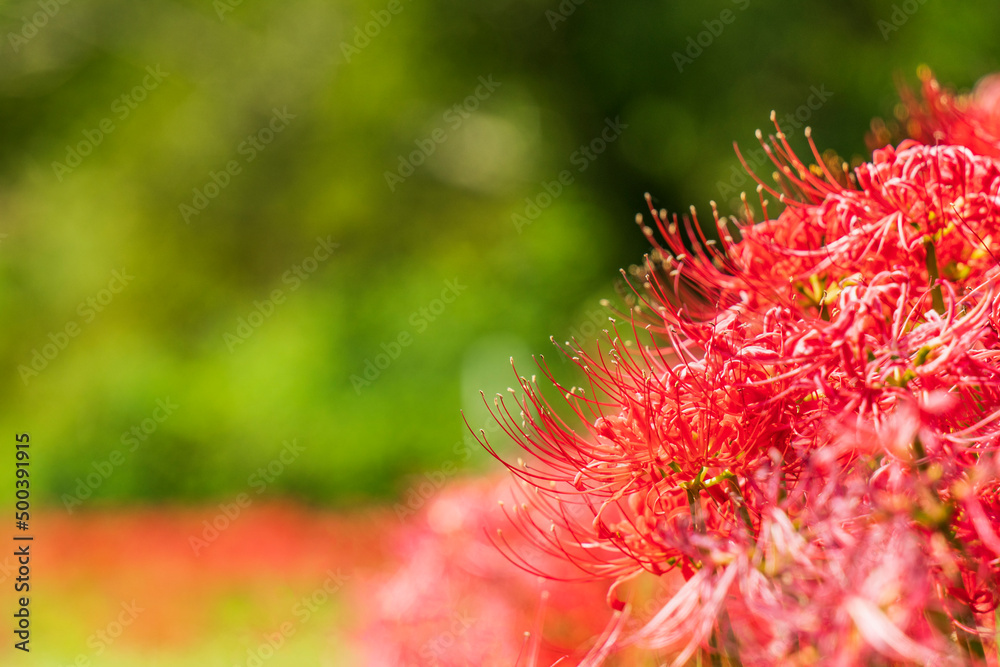 日向薬師の彼岸花【神奈川県・伊勢原市】
 Red spider lily