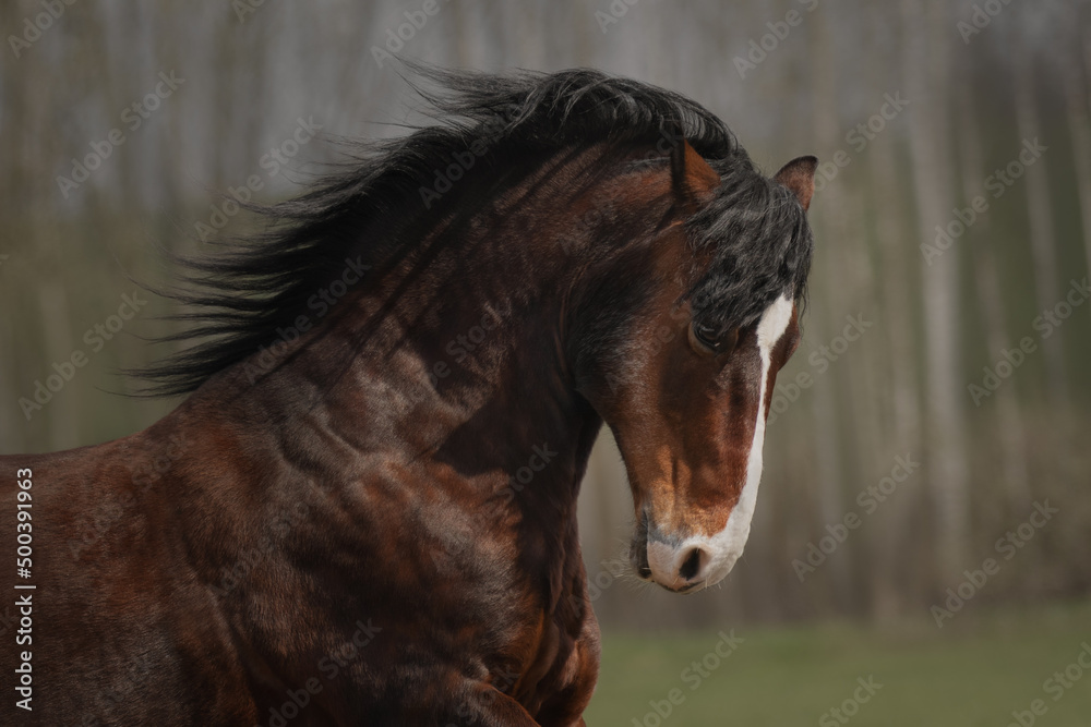 Portrait of a free bay horse