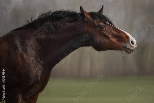 Portrait of a free bay horse