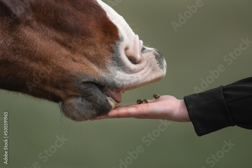 Portrait of a free bay horse