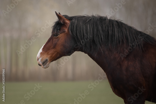 Portrait of a free bay horse