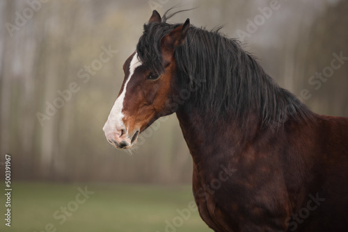Portrait of a free bay horse