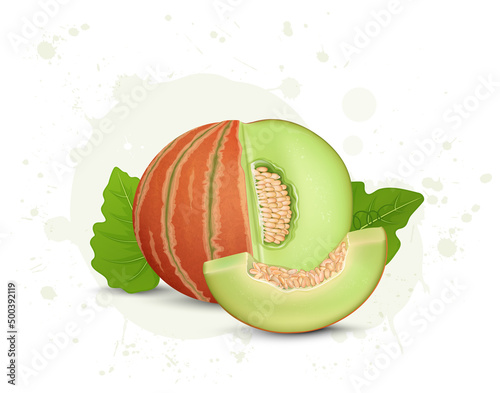 Vector illustration for Fresh muskmelon fruit with melon slices and seeds 