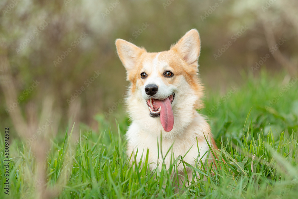 a welsh corgi dog on a spring walk in the grass looks