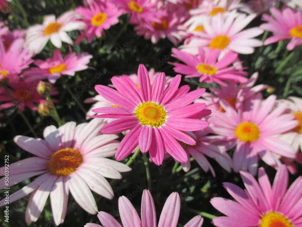 春の花壇に美しく咲き誇る、ピンク色のオステオスペルマム