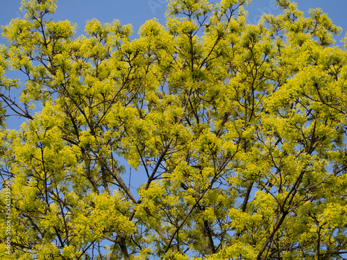 Fototapeta Naklejka Na Ścianę i Meble -  Yellow mimosa flowers on a tree during the spring