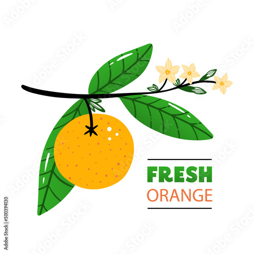 Orange tree branch with fresh orange fruit, blooming flowers and leaves. Cute cartoon style vector illustration.
