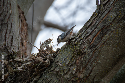 Nuthatch in a Tree