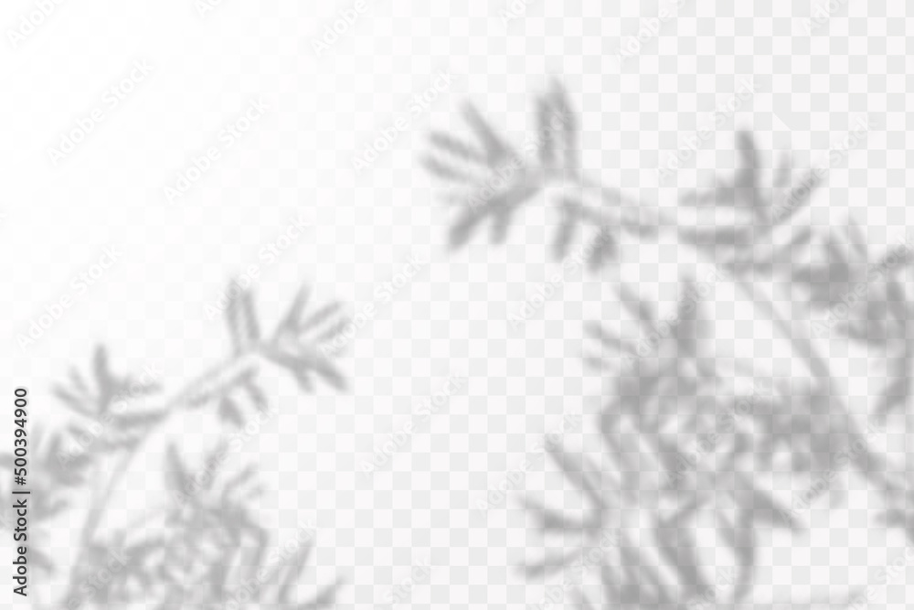Soft shadow form window and plants, light overlay effect. Scenes of natural lighting.Effect Template for social media backgrounds, product presentations, photo shots. Soft shadow form window and plants, light overlay effect. Scenes of natural lighting.Effect Template for social media backgrounds, product presentations, photo shots.