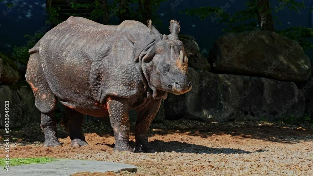 The Indian Rhinoceros, Rhinoceros unicornis is also called Greater One-horned Rhinoceros and Asian One-horned Rhinoceros and belongs to the Rhinocerotidae family. The Indian Rhinoceros, Rhinoceros unicornis is also called Greater One-horned Rhinoceros and Asian One-horned Rhinoceros and belongs to the Rhinocerotidae family.