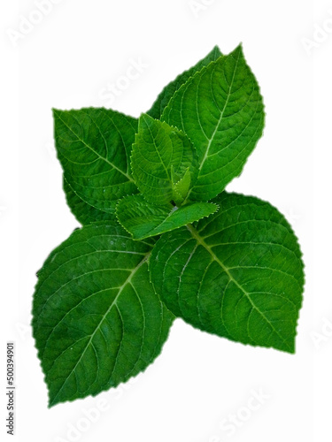 Green fresh peppermint leaves isolated in white 