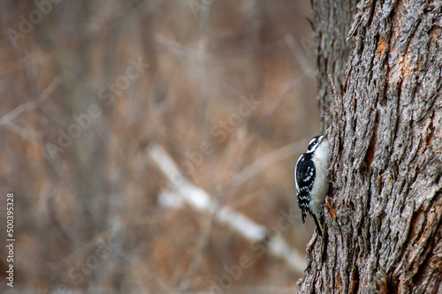 Woodpecker Scavenging
