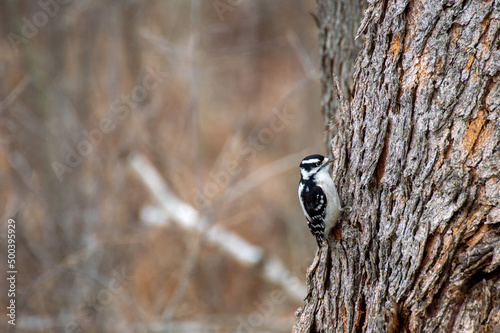 Woodpecker Scavenging