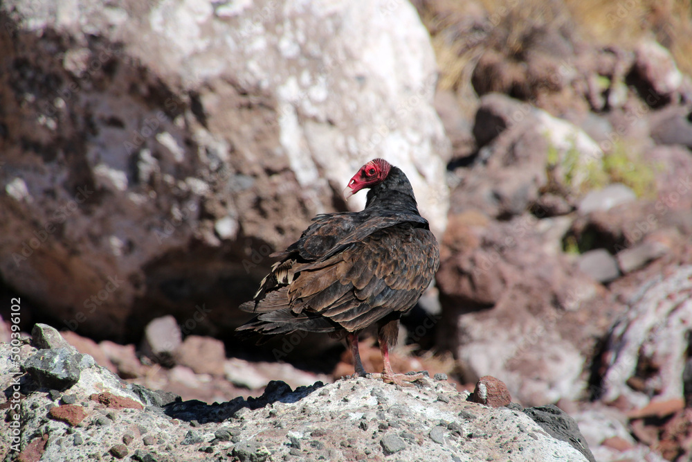 Turkey vulture on a rock Baja California Sur, Mexico Turkey vulture on a rock Baja California Sur, Mexico