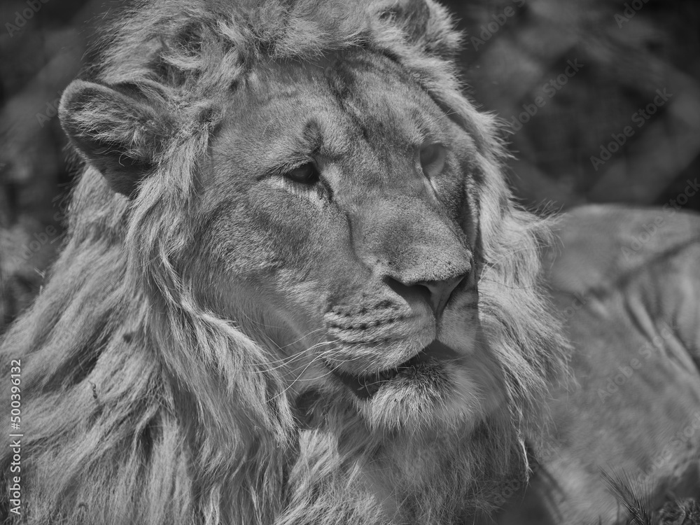 Portrait of a beautiful african lion