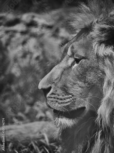 Fototapeta Naklejka Na Ścianę i Meble -  Portrait of a beautiful african lion