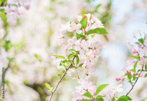 pink begonia flowers blooming in spring © kody_king