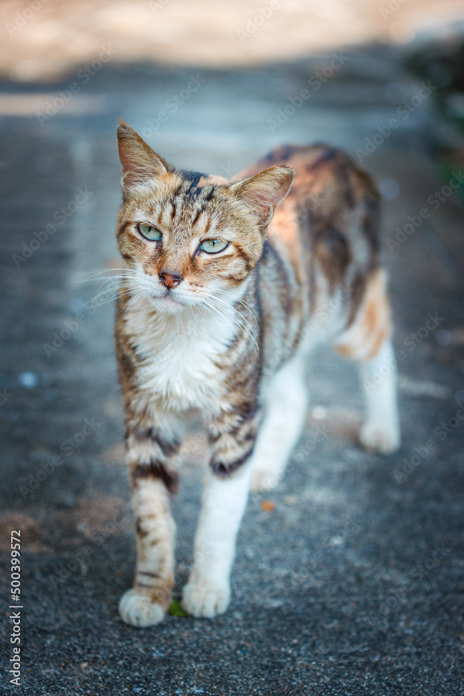 Beautiful stray cat in the urban area