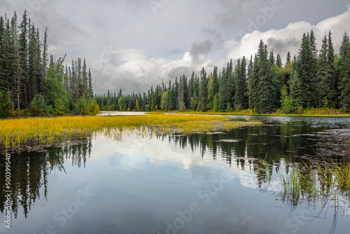 Dense boreal forest with spruce trees and river in central Alaska