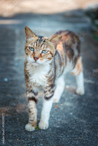 Beautiful stray cat in the urban area