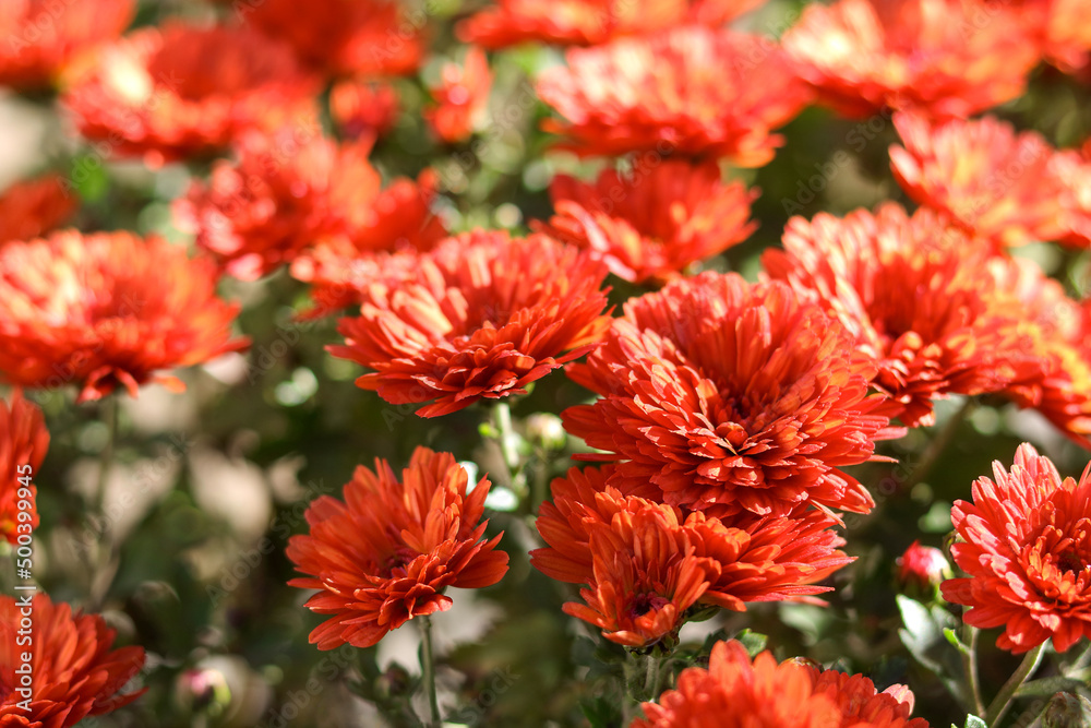 Red Chrysanthemums in the autumn garden. Background of many small flowers of Chrysanthemum. Beautiful red autumn flower background. Chrysanthemums Flowers blooming in garden at spring day. Soft focus Red Chrysanthemums in the autumn garden. Background of many small flowers of Chrysanthemum. Beautiful red autumn flower background. Chrysanthemums Flowers blooming in garden at spring day. Soft focus