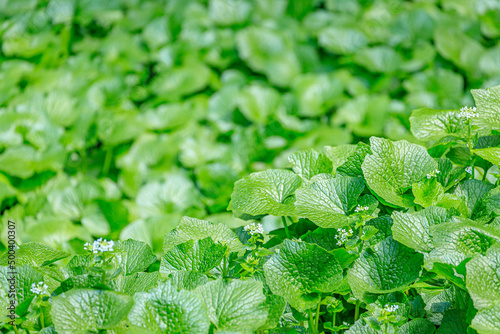 わさびの花　浄蓮の滝　静岡県伊豆市　Wasabi flower.　Joren Falls.  Shizuoka-ken Izu city. photo