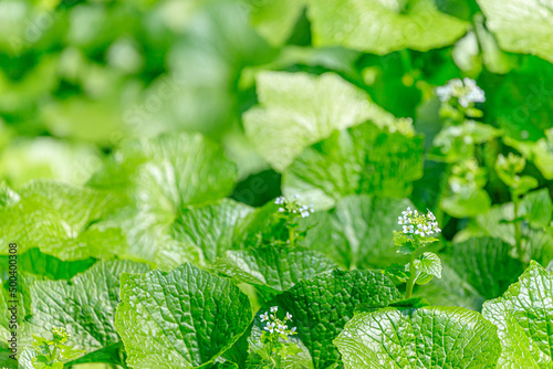 わさびの花　浄蓮の滝　静岡県伊豆市　Wasabi flower.　Joren Falls.  Shizuoka-ken Izu city. photo