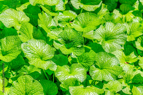 わさびの葉　浄蓮の滝　静岡県伊豆市　Wasabi 
leaf.　Joren Falls.  Shizuoka-ken Izu city. photo