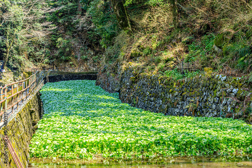 初春の浄蓮の滝 わさび田 静岡県伊豆市 Joren Falls in early spring. Wasabi fields. Shizuoka-ken Izu city.