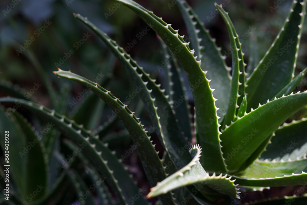 Fototapeta premium Medicinal plant. Tropical green plants. Fresh Aloe Vera in dark green background. Aloe Vera for cosmetics ingredient . Close up of Green Aloe Vera plant growing in the garden.