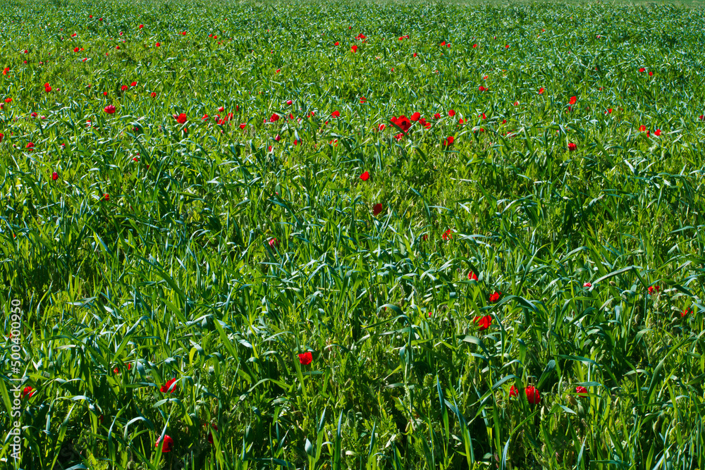 kwiat roślina wiosna flora natura