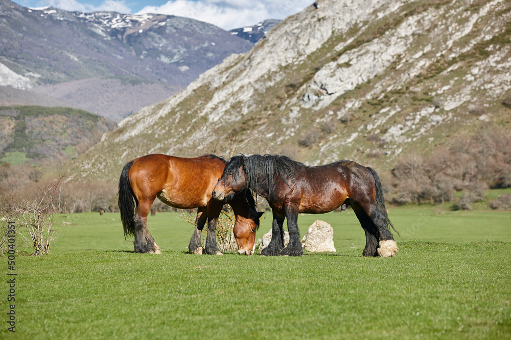 Horses in a green valley. Castilla y Leon mountain landscape